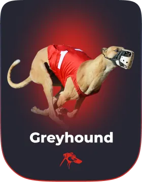 MyStake — Corridas de galgos